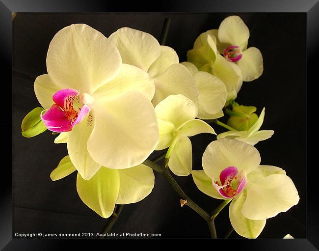 Orchid with Buds Framed Print by james richmond