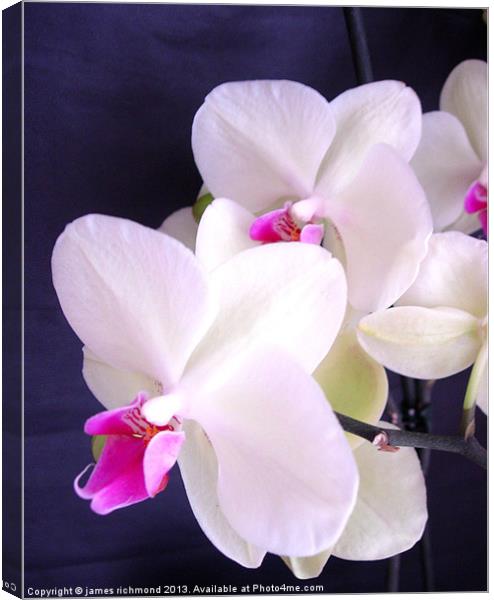 Orchid Illuminated Canvas Print by james richmond