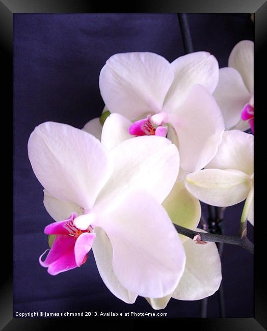 Orchid Illuminated Framed Print by james richmond