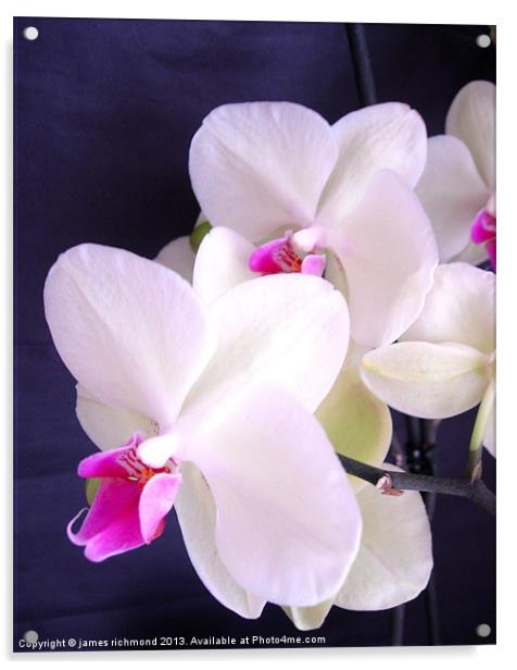 Orchid Illuminated Acrylic by james richmond