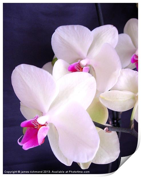 Orchid Illuminated Print by james richmond