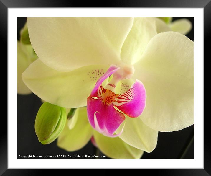 Orchid Study Framed Mounted Print by james richmond