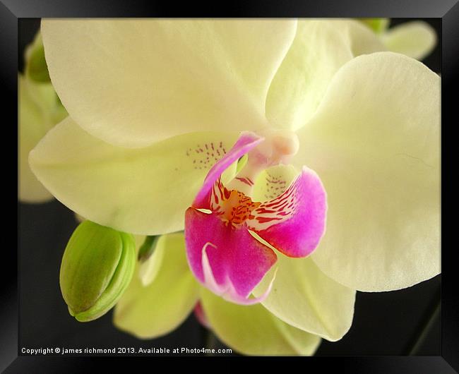 Orchid Study Framed Print by james richmond
