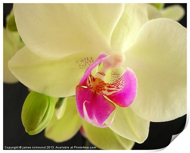 Orchid Study Print by james richmond