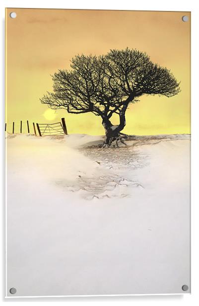Winters glow Acrylic by Robert Fielding