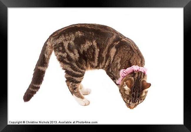 Intrigued Tabby Kitten Framed Print by Christine Kerioak