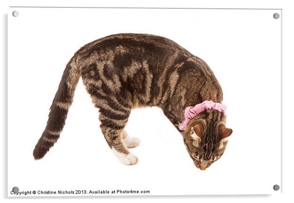 Intrigued Tabby Kitten Acrylic by Christine Kerioak