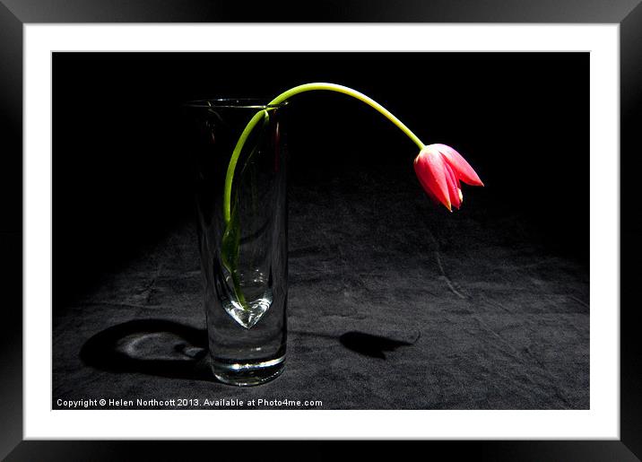 Red Tulip On Black Framed Mounted Print by Helen Northcott