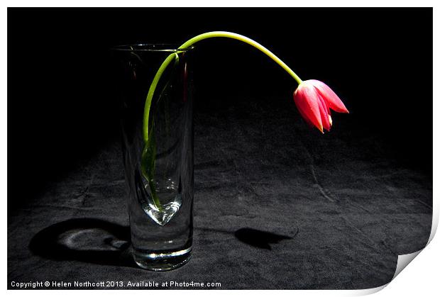 Red Tulip On Black Print by Helen Northcott