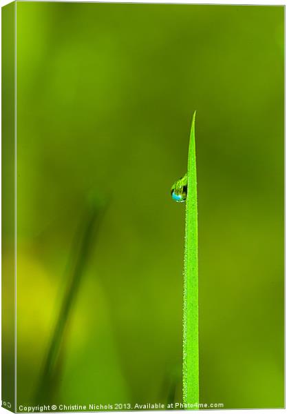 Blade of grass with dew drop Canvas Print by Christine Kerioak