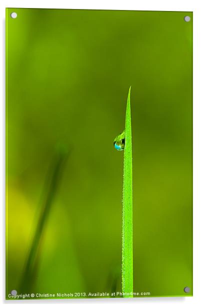 Blade of grass with dew drop Acrylic by Christine Kerioak