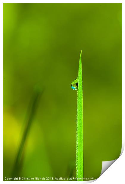 Blade of grass with dew drop Print by Christine Kerioak