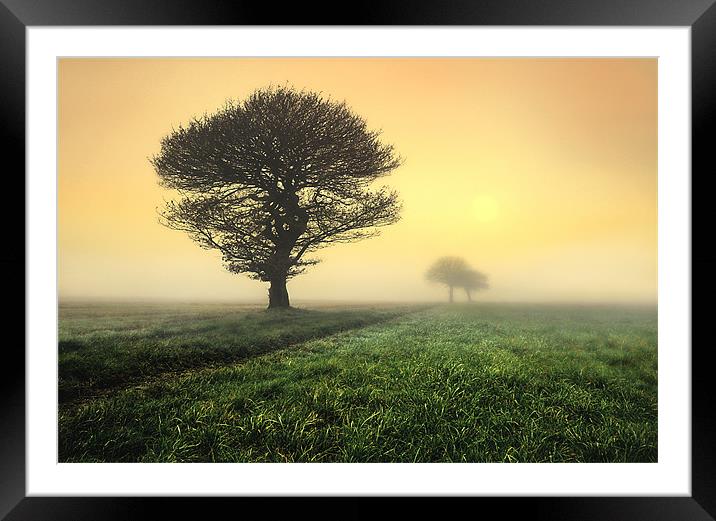trees in the morning sunrise Framed Mounted Print by Robert Fielding