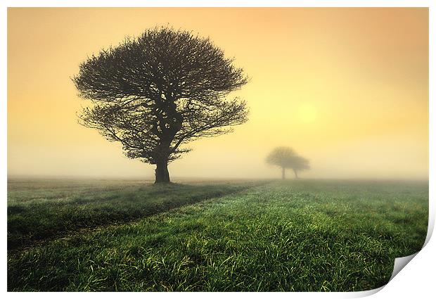 trees in the morning sunrise Print by Robert Fielding