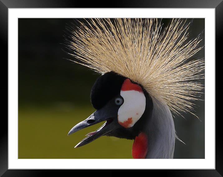 Angry Crane Framed Mounted Print by sharon bennett