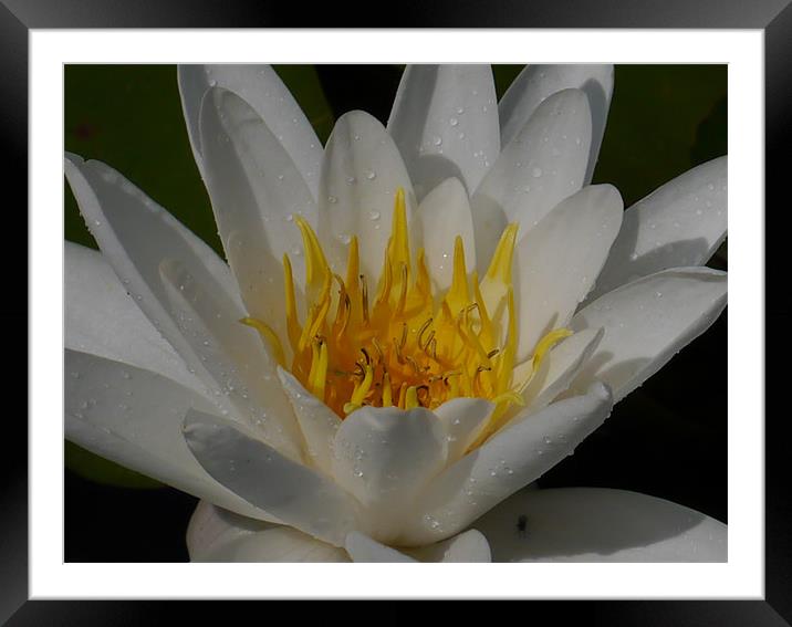 Water lily Framed Mounted Print by sharon bennett