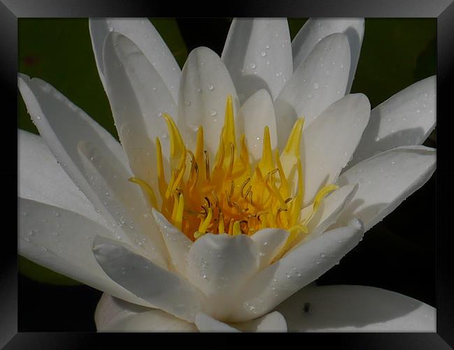 Water lily Framed Print by sharon bennett