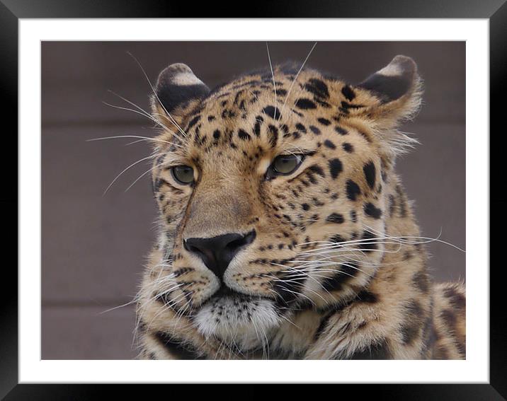 Leopard Framed Mounted Print by sharon bennett