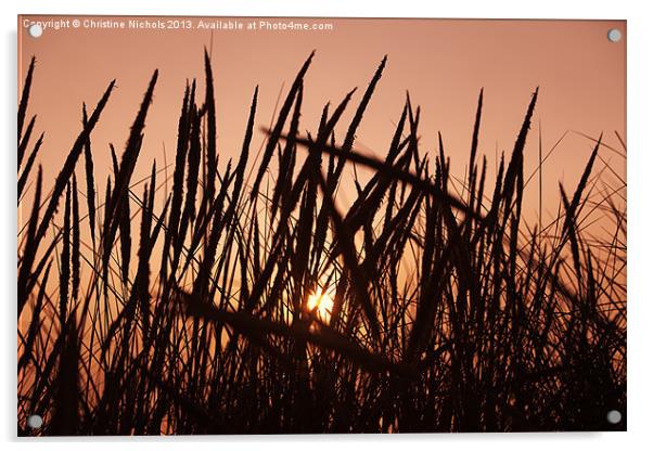 Low Sun behind Marram Grass Acrylic by Christine Kerioak