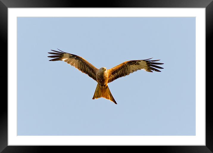 Red kite soaring overhead Framed Mounted Print by Gary Eason