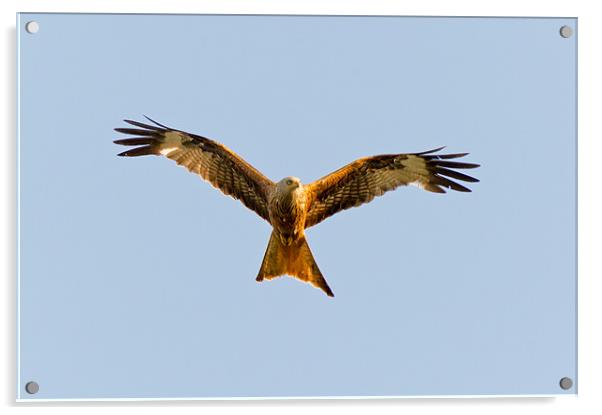 Red kite soaring overhead Acrylic by Gary Eason