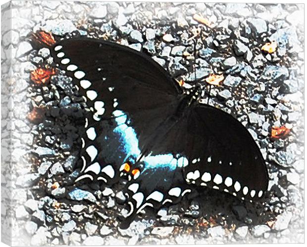 Butterfly Canvas Print by james balzano, jr.