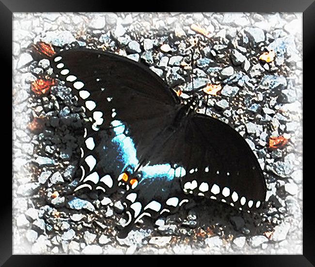 Butterfly Framed Print by james balzano, jr.
