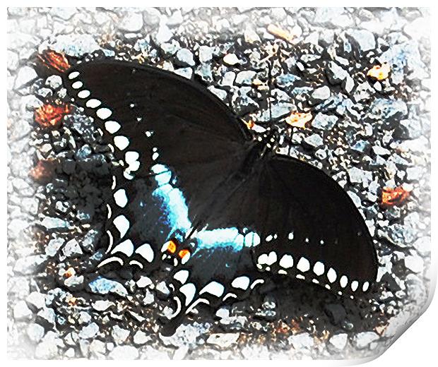 Butterfly Print by james balzano, jr.