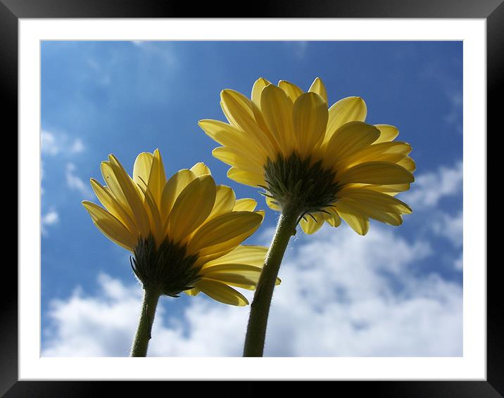 Pair of Gerberas Framed Mounted Print by Mike Thomson