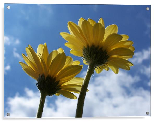 Pair of Gerberas Acrylic by Mike Thomson