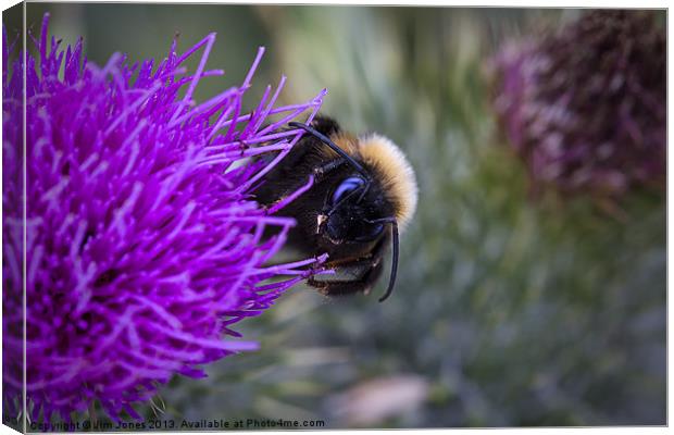 Bee on a thistle Canvas Print by Jim Jones