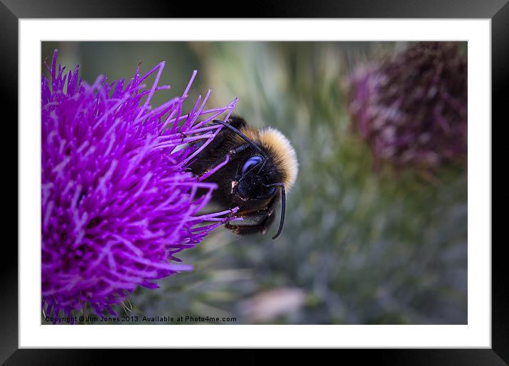 Bee on a thistle Framed Mounted Print by Jim Jones
