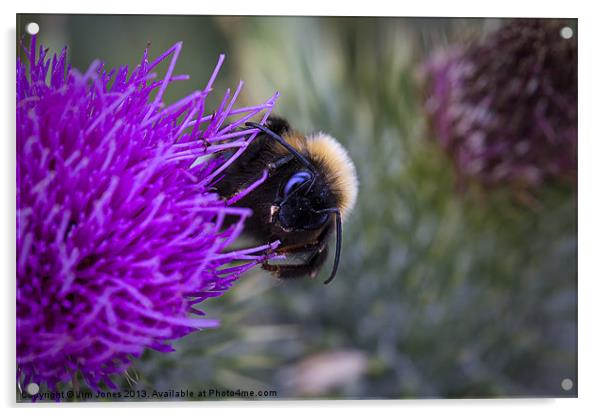 Bee on a thistle Acrylic by Jim Jones