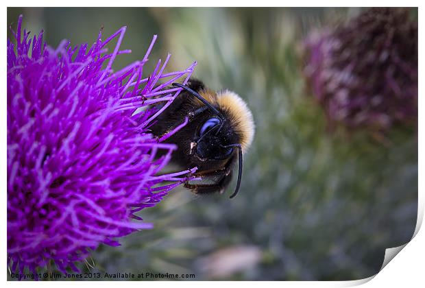 Bee on a thistle Print by Jim Jones