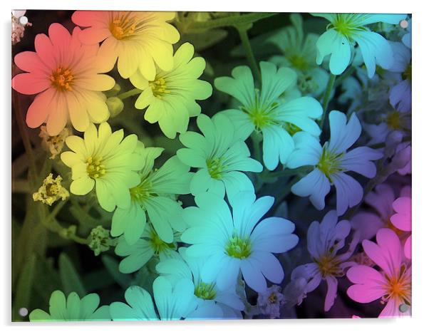 1711-multicolor flowers Acrylic by elvira ladocki