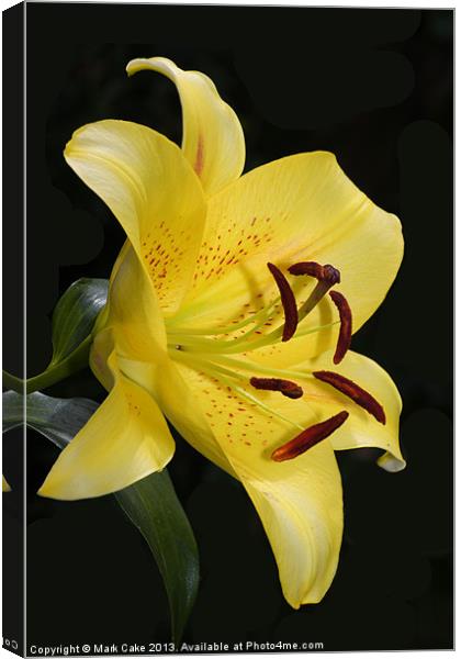 Yellow tiger lily Canvas Print by Mark Cake