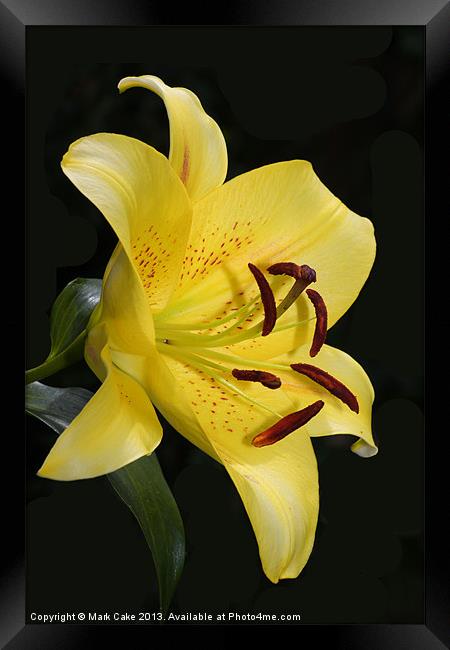 Yellow tiger lily Framed Print by Mark Cake
