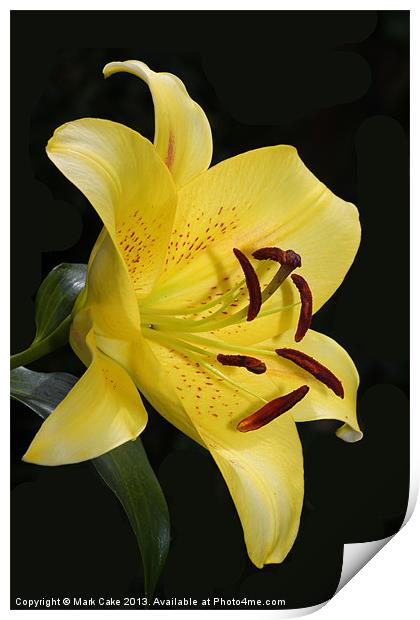 Yellow tiger lily Print by Mark Cake