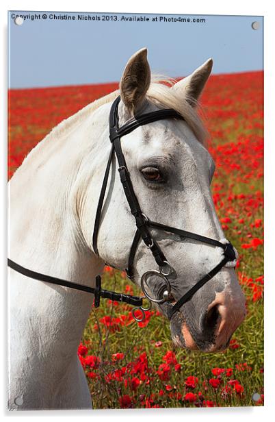 Grey horse portrait against poppies Acrylic by Christine Kerioak