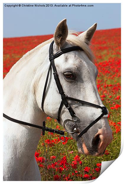 Grey horse portrait against poppies Print by Christine Kerioak