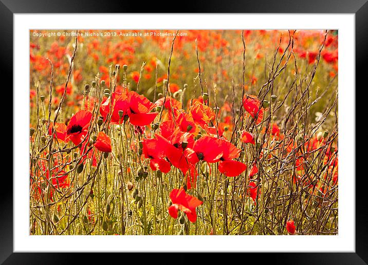 Poppies, buds, flowers and seedheads Framed Mounted Print by Christine Kerioak