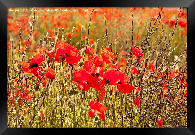 Poppies, buds, flowers and seedheads Framed Print by Christine Kerioak