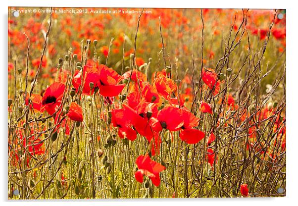 Poppies, buds, flowers and seedheads Acrylic by Christine Kerioak