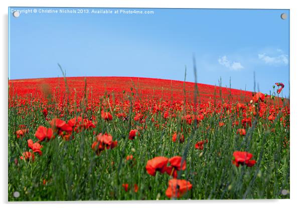 Hill of Poppies Acrylic by Christine Kerioak