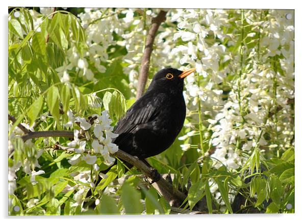 Blackbird Acrylic by graham young