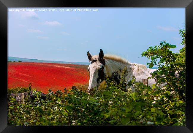 Horse looking over hedge Framed Print by Christine Kerioak