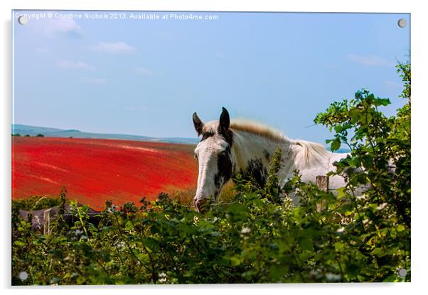 Horse looking over hedge Acrylic by Christine Kerioak