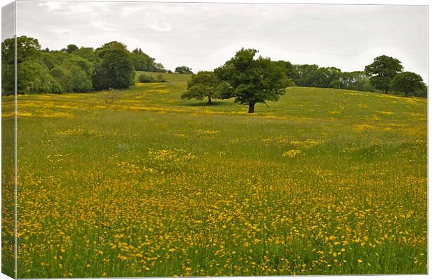 Buttercup Field Canvas Print by graham young