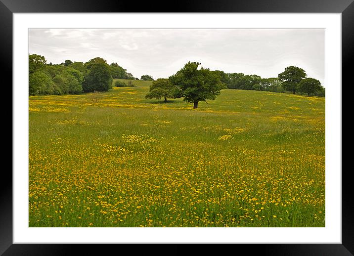 Buttercup Field Framed Mounted Print by graham young