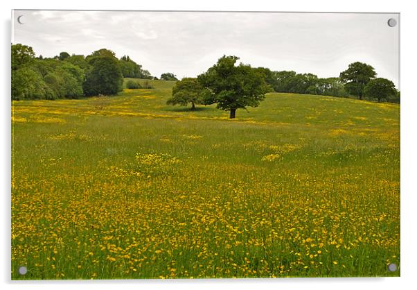 Buttercup Field Acrylic by graham young